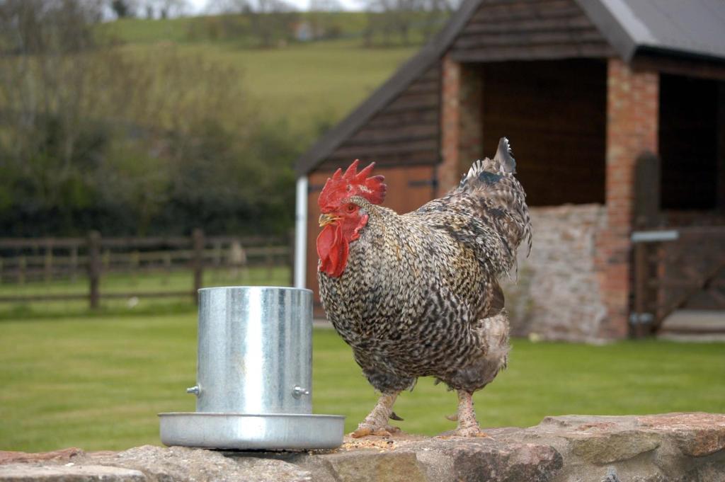 Blagdon School Farm Bed & Breakfast 部屋 写真