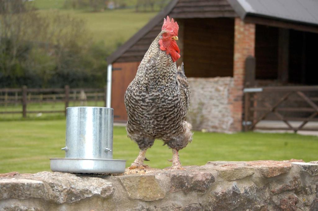Blagdon School Farm Bed & Breakfast エクステリア 写真